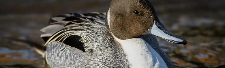 Un canard pilet avec la tête brune, le cou blanc et le corps gris flotte sur l'eau.