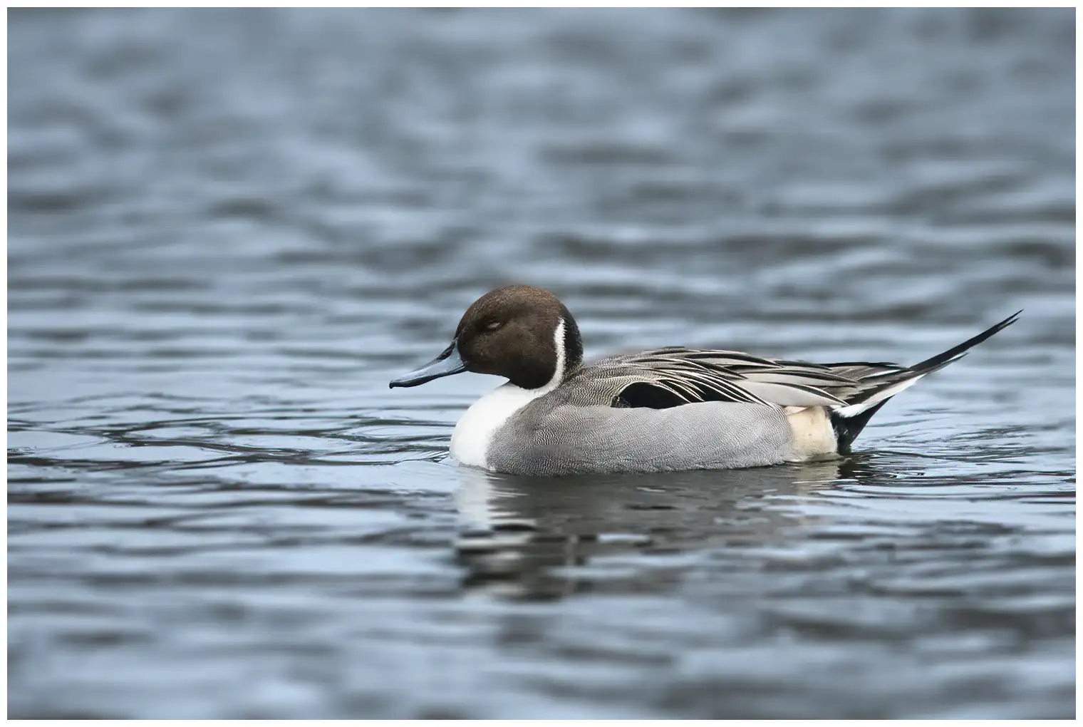 Canard pilet