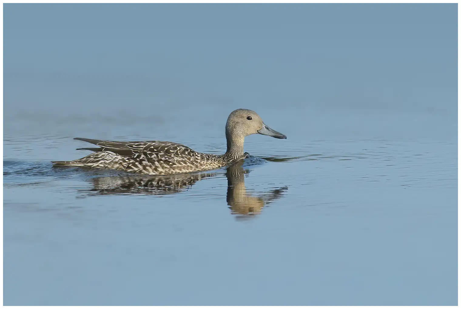 Canard pilet