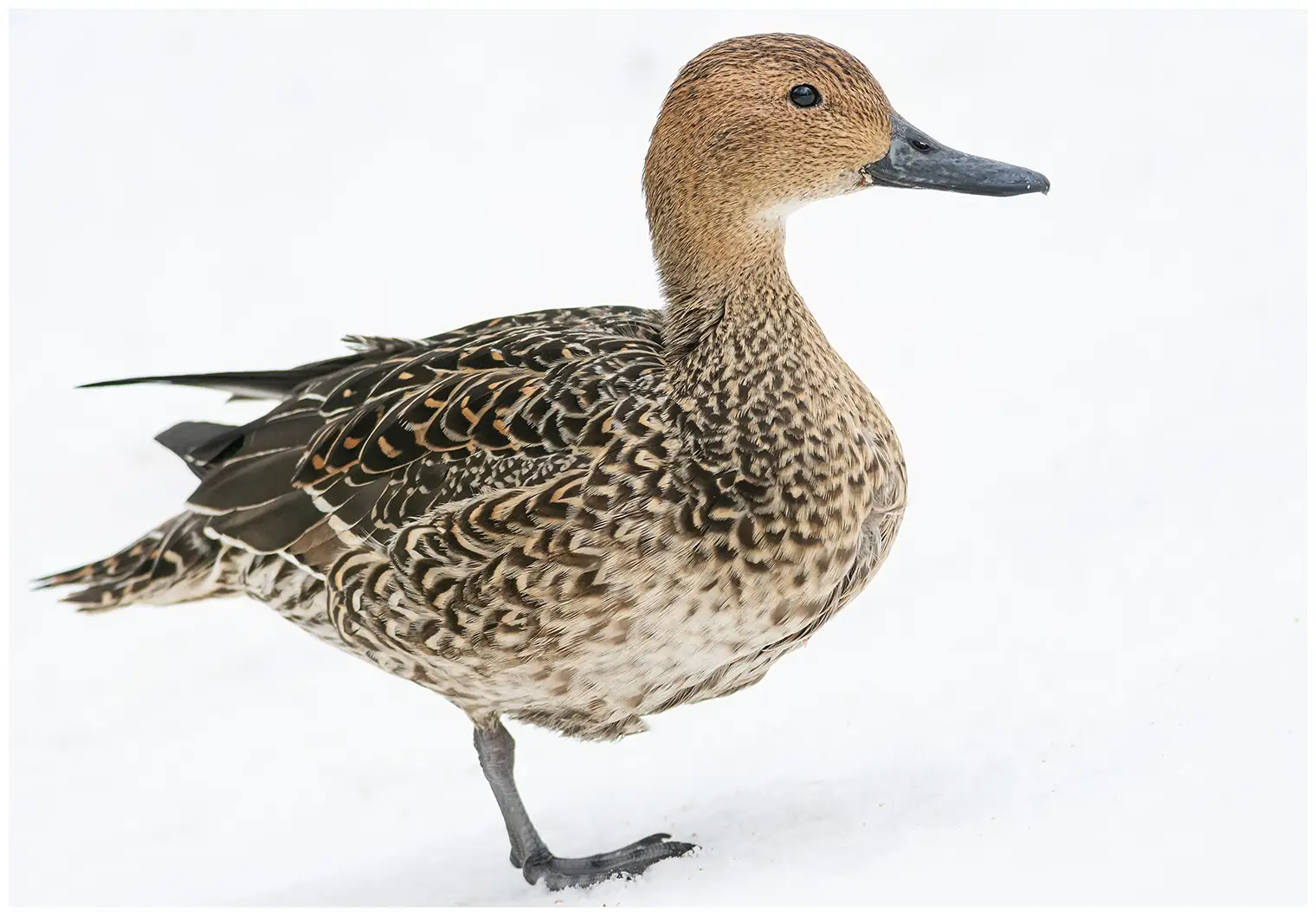 Canard pilet