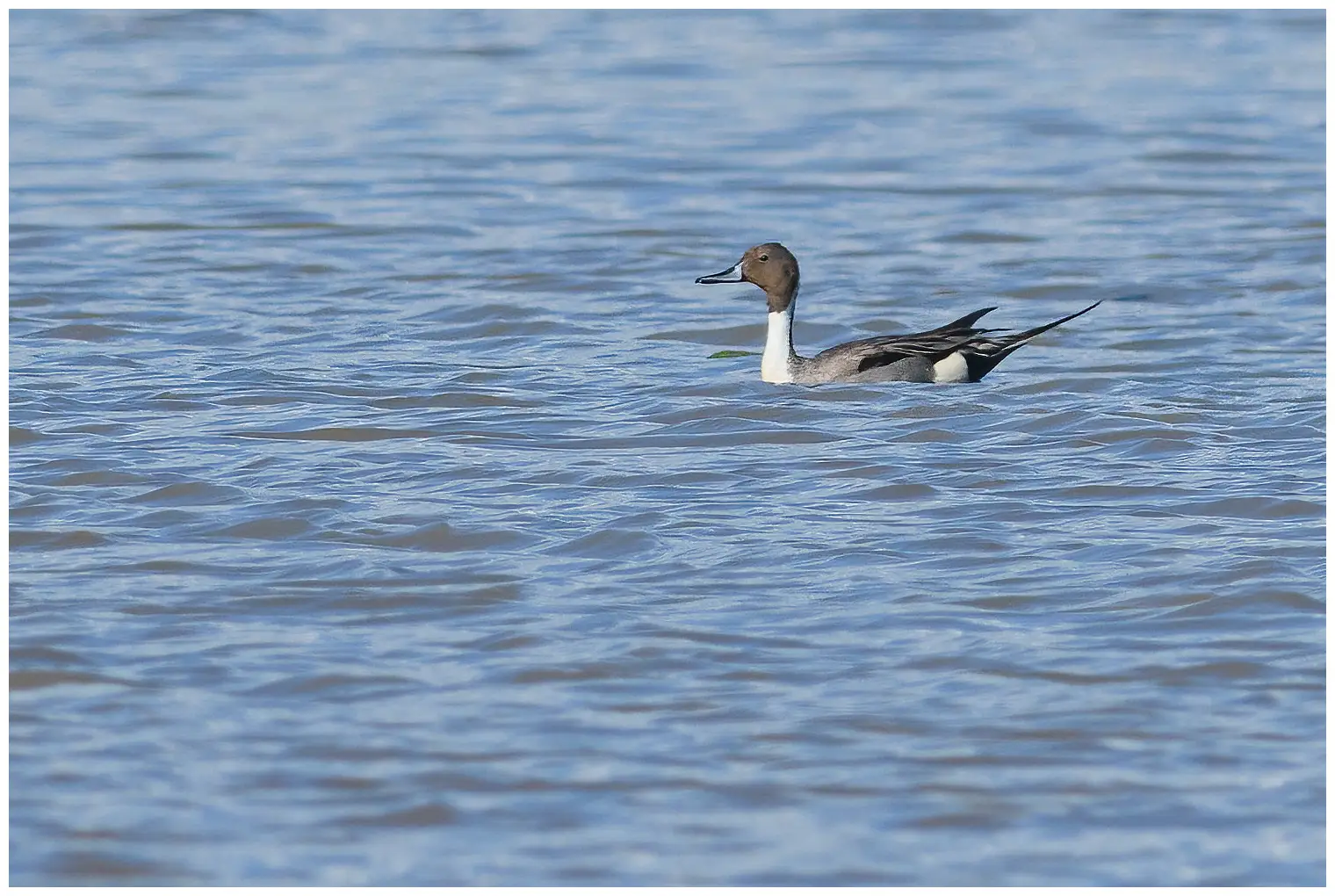 Canard pilet