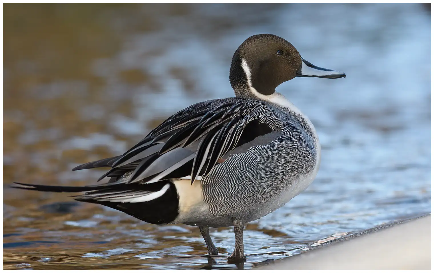 Canard pilet