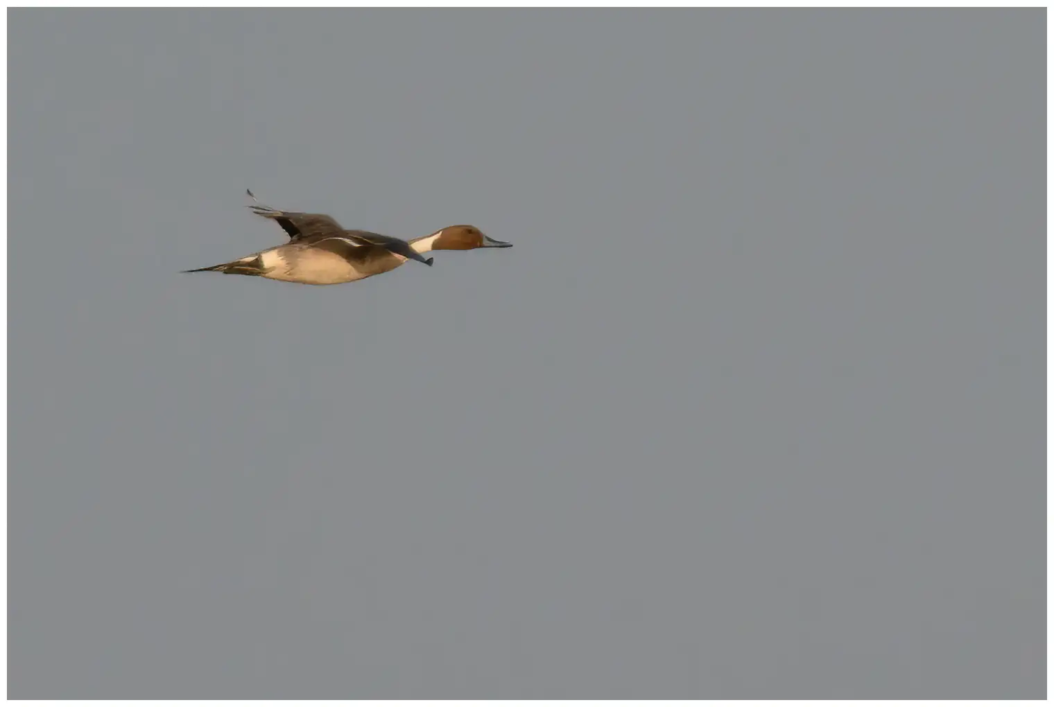 Canard pilet
