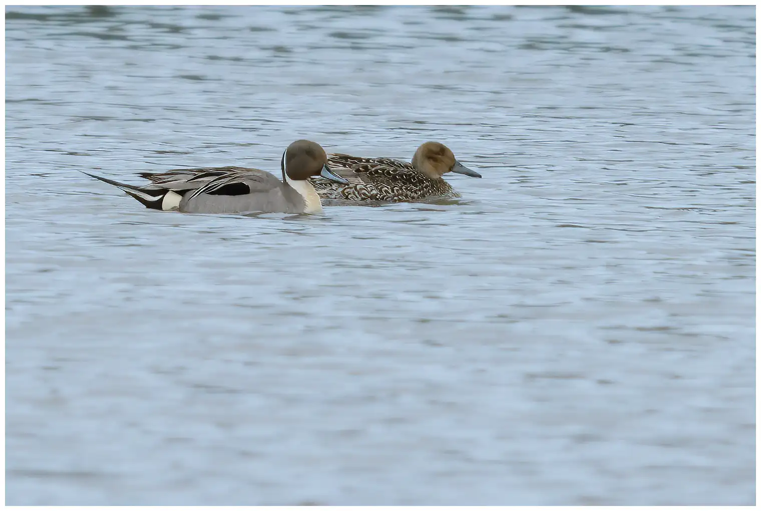 Canard pilet