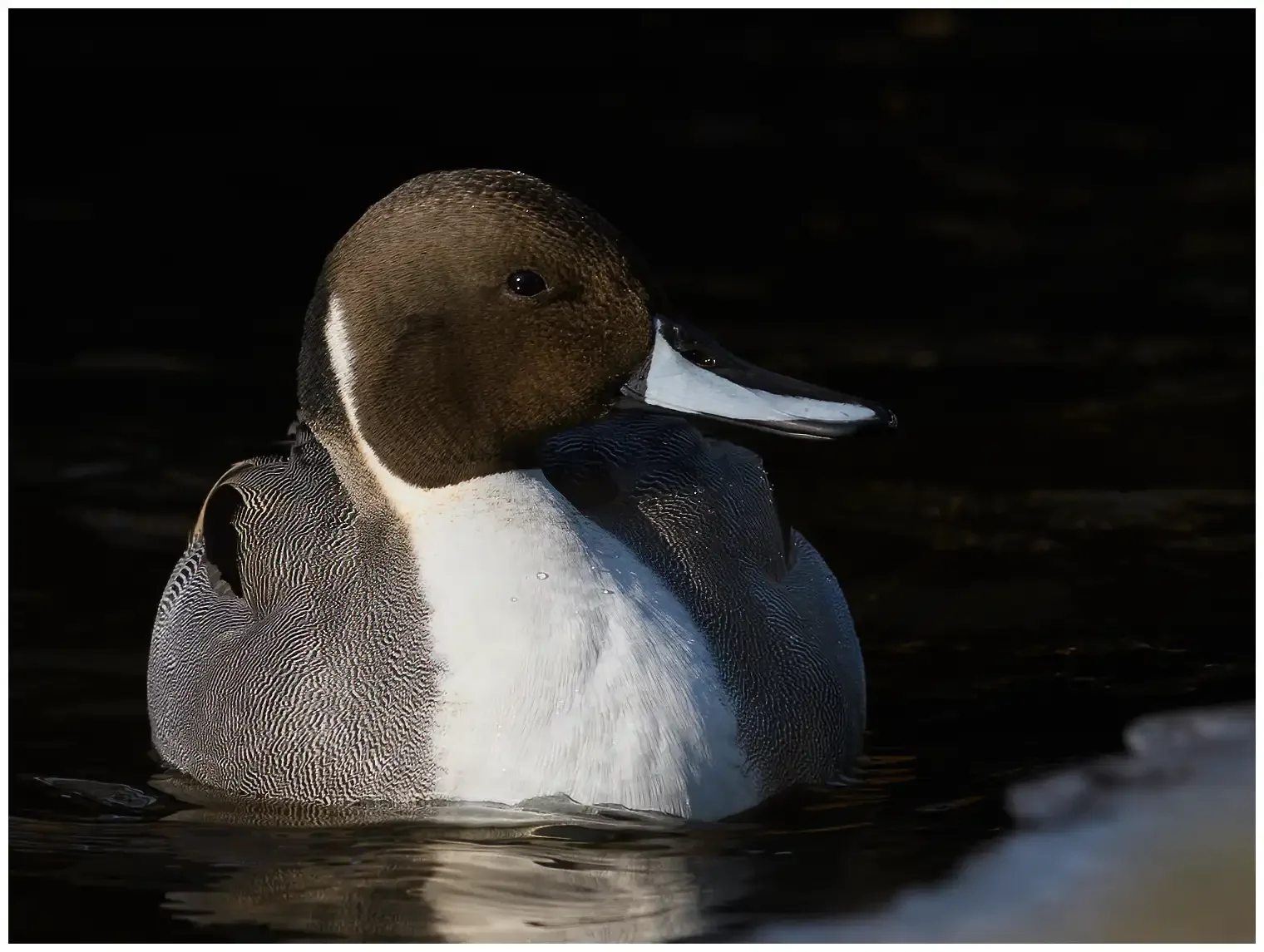 Canard pilet