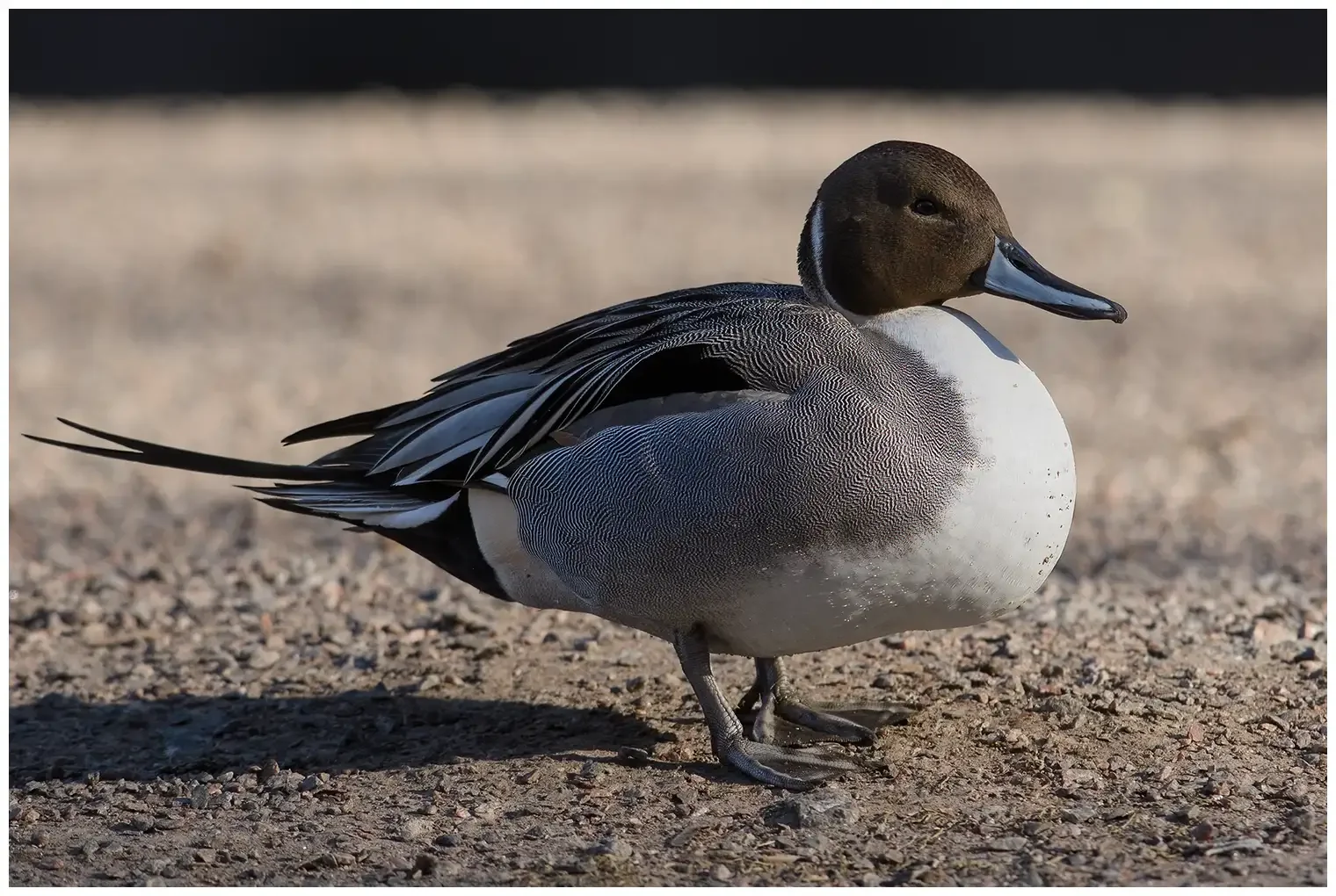 Canard pilet