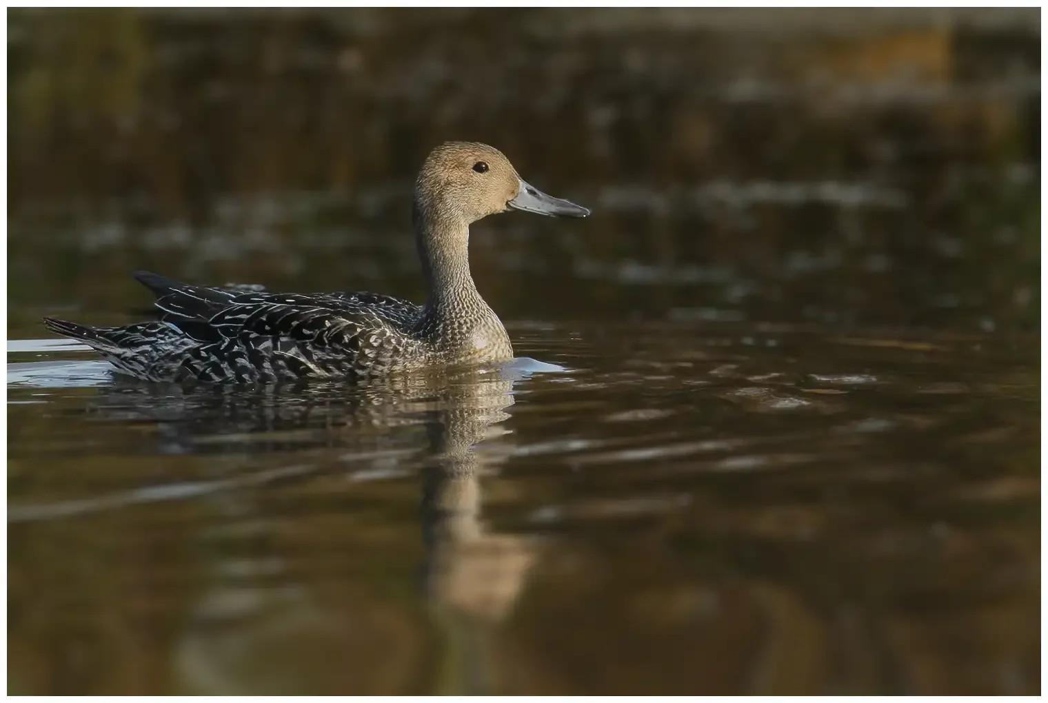 Canard pilet