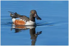 Canard souchet