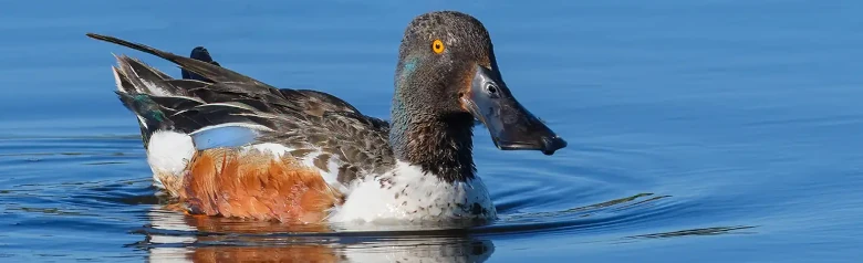 Canard souchet. Le canard est couché sur l'eau et le bec très large est très visible. Flanc brun.