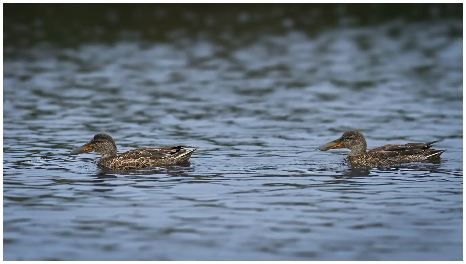 Canard souchet