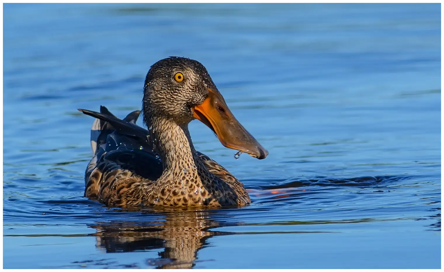 Canard souchet
