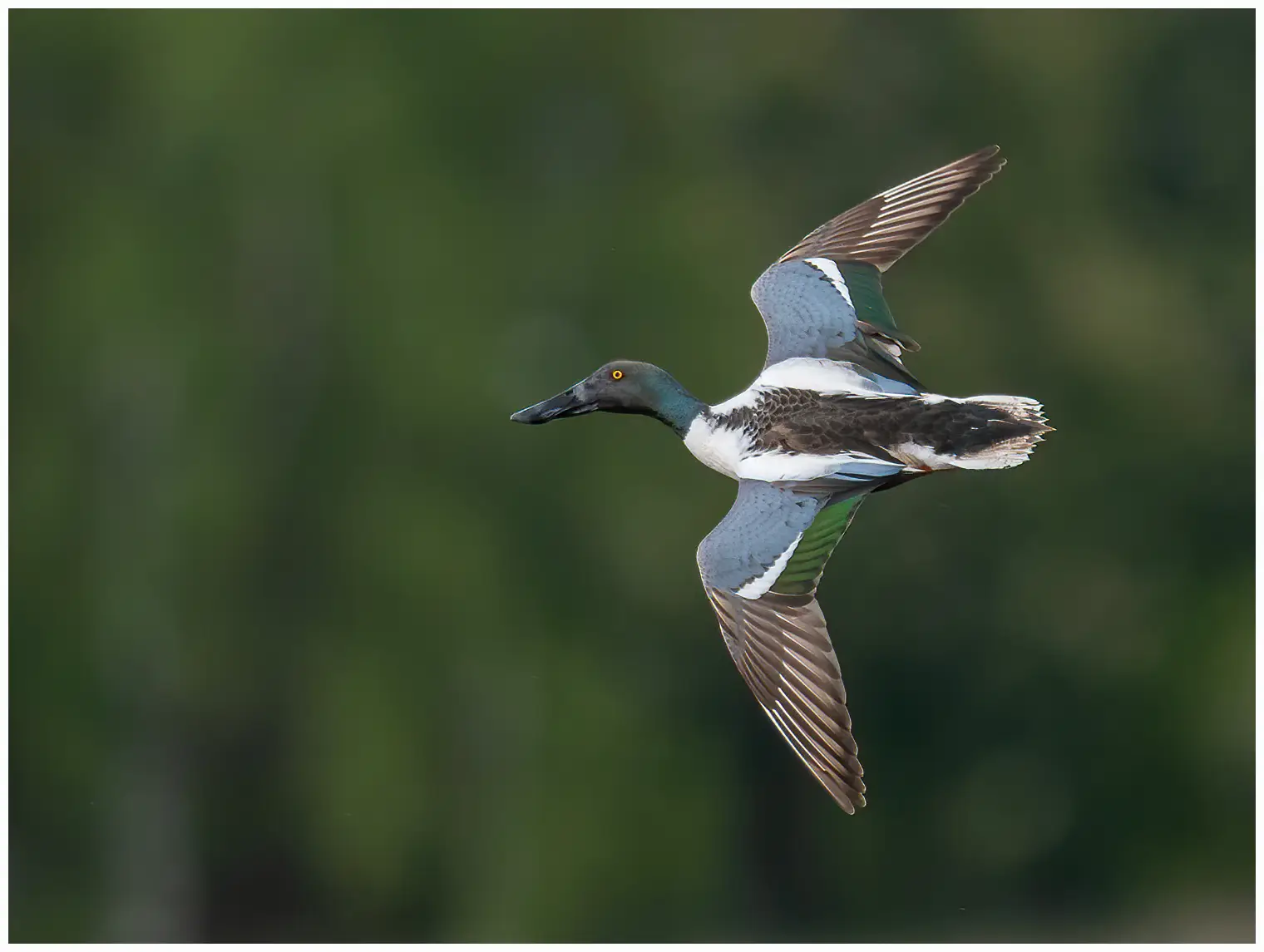 Canard souchet