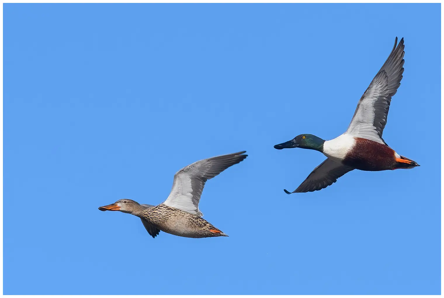 Canard souchet