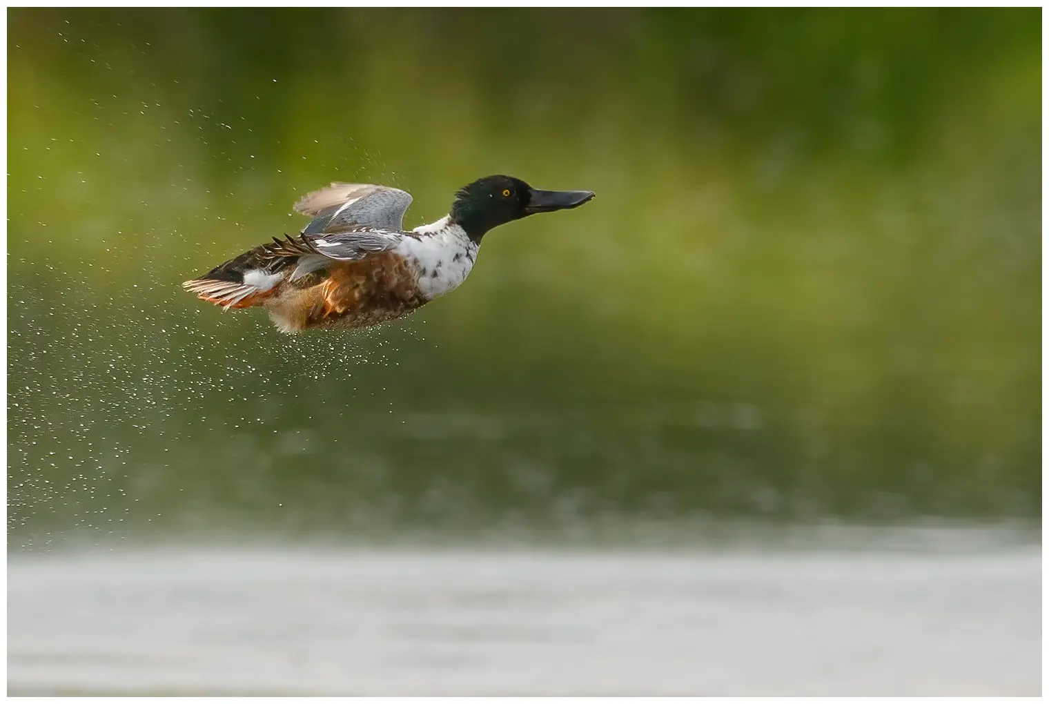 Canard souchet