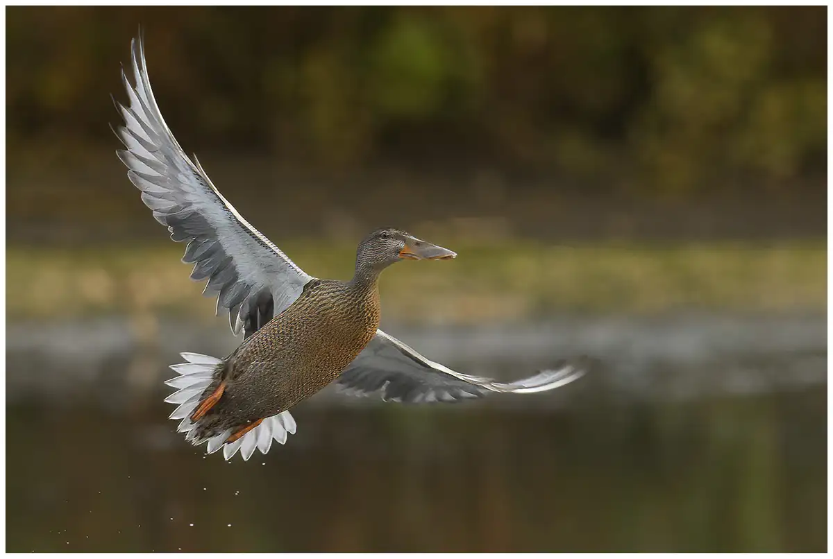 Canard souchet