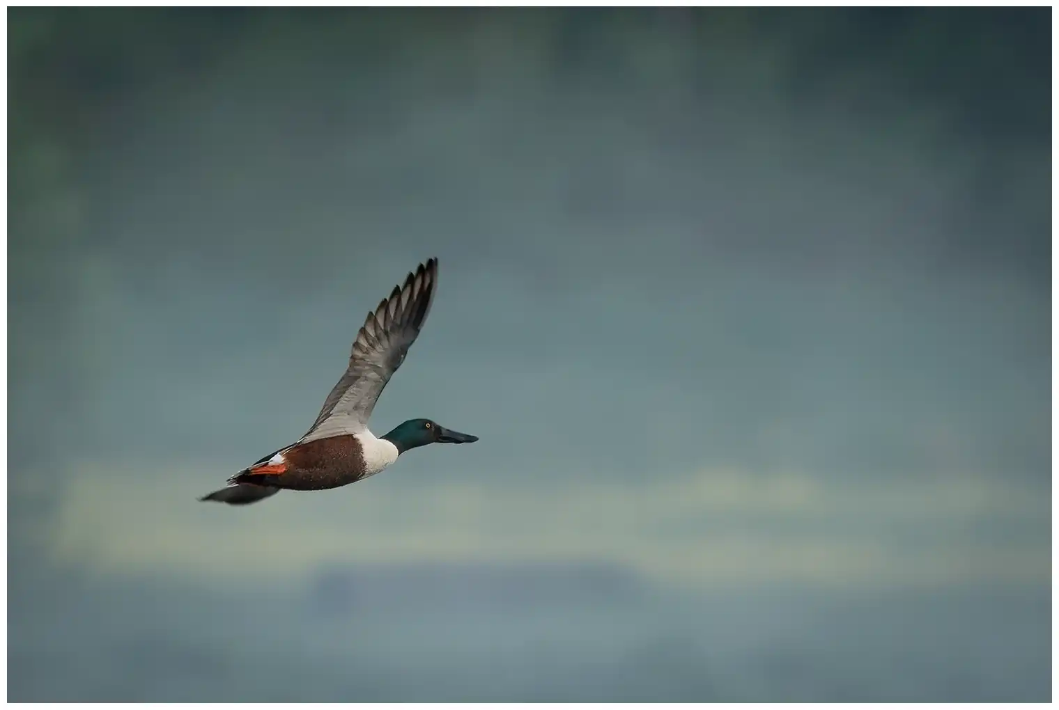 Canard souchet