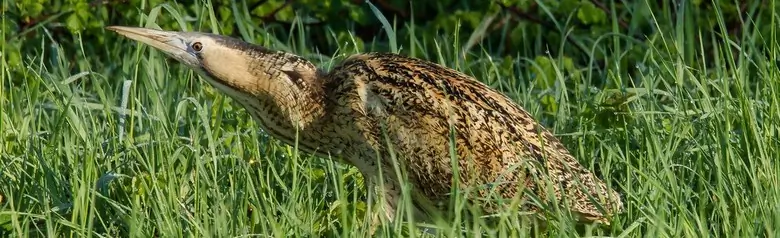 Butor étoilé. Ici dans la végétation dense. Héron de taille moyenne au plumage brun doré rayé longitudinalement.