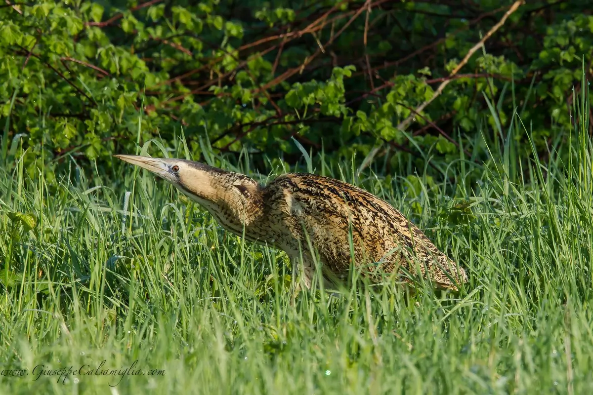 Butor étoilé. Ici dans la végétation dense. Héron de taille moyenne au plumage brun doré rayé longitudinalement.