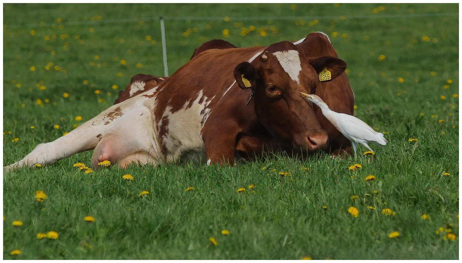 Gardeboeuf d'Afrique