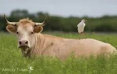 Gardeboeuf d'Afrique