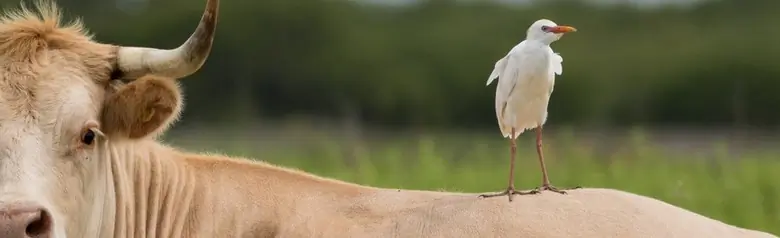 Gardeboeuf d'Afrique