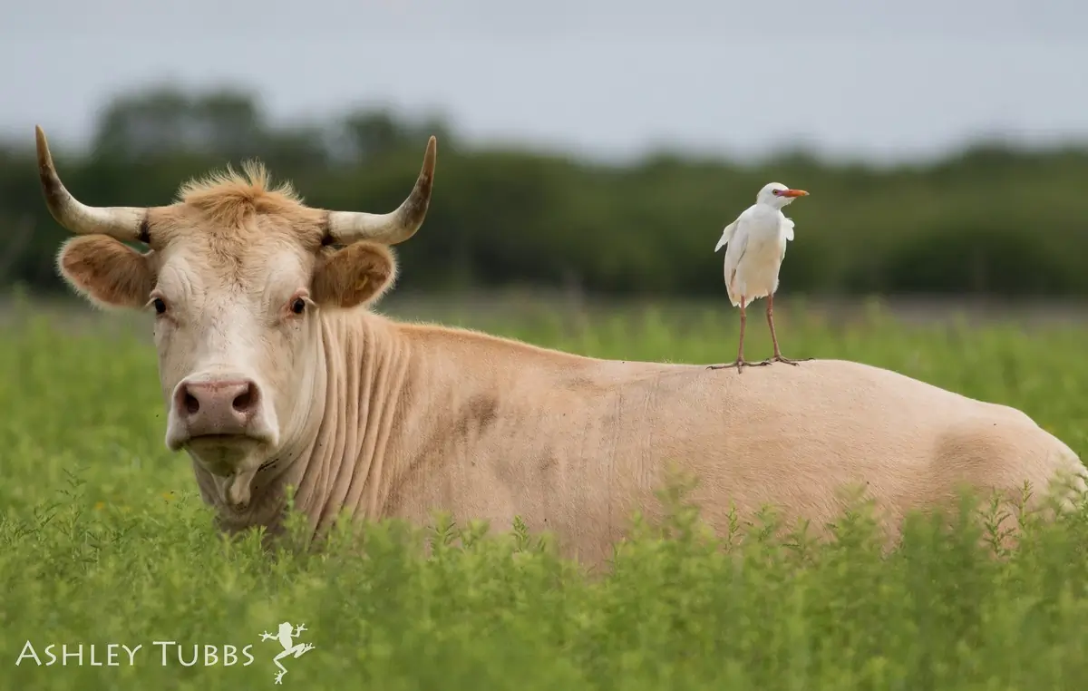 Gardeboeuf d'Afrique