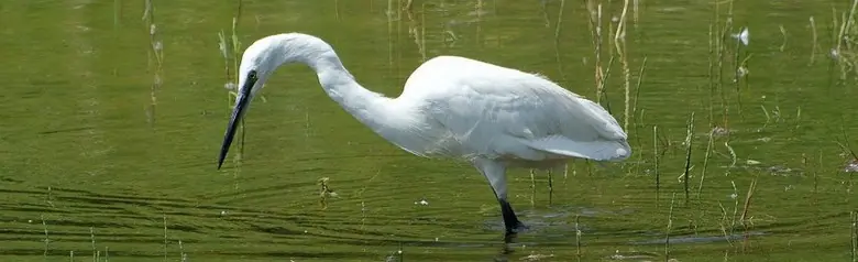 Aigrette garzette. Cherche des poissons en eau peu profonde. Oiseau blanc avec de longues pattes et un long bec. Pattes noires mais pieds jaunes.