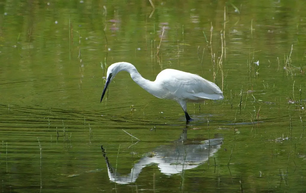 Aigrette garzette. Cherche des poissons en eau peu profonde. Oiseau blanc avec de longues pattes et un long bec. Pattes noires mais pieds jaunes.