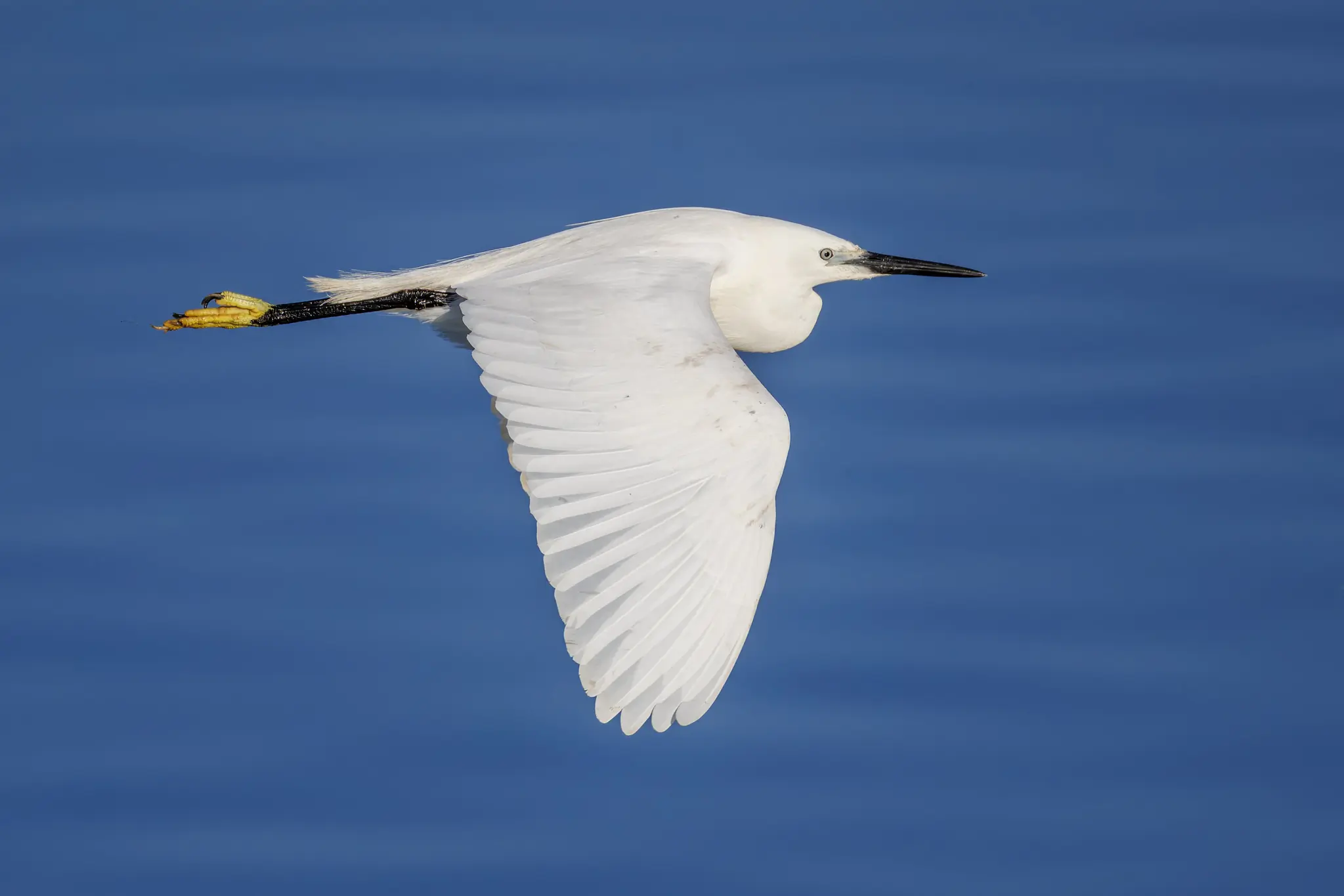 Aigrette garzette