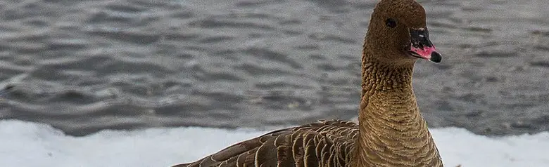 Oie à bec court. Il se tient au bord d'un lac enneigé. Ses pattes sont roses, de la même couleur que le milieu de son bec.