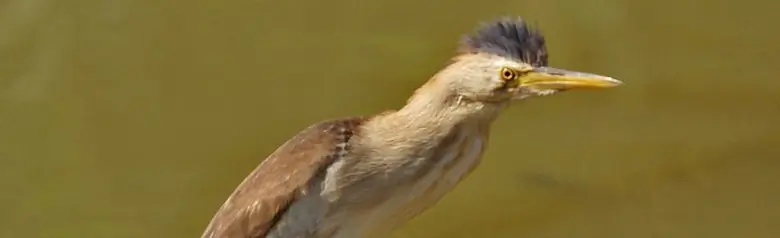 Blongios nain. Ses pattes sont gris verdâtre. Le mâle (photo) est jaune brunâtre avec un croupion, un dos et des plumes de vol noirs.