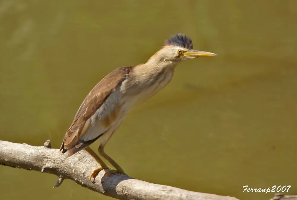 Blongios nain. Ses pattes sont gris verdâtre. Le mâle (photo) est jaune brunâtre avec un croupion, un dos et des plumes de vol noirs.