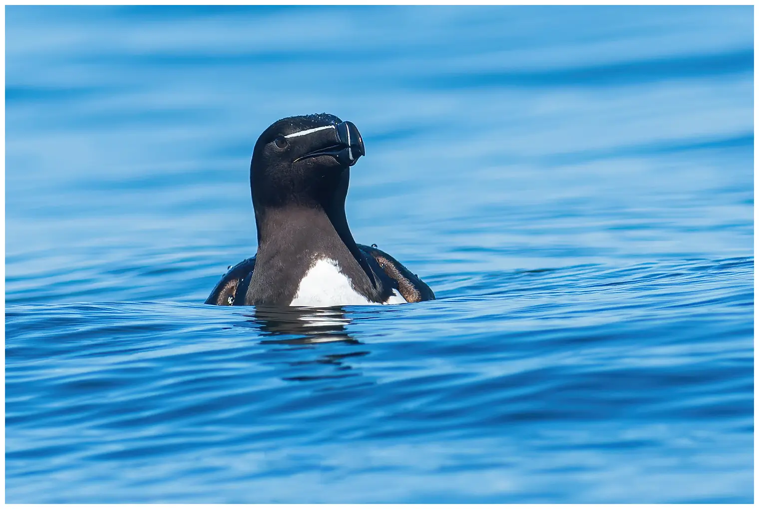 Petit Pingouin