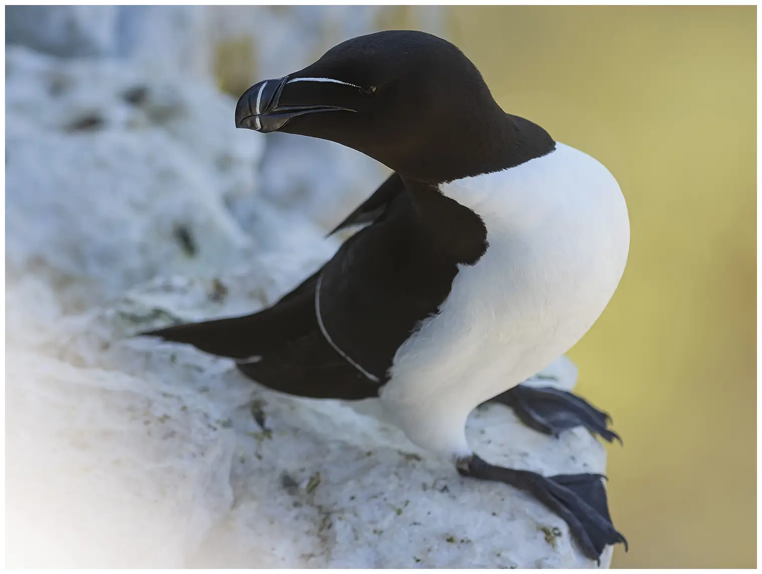 Petit Pingouin