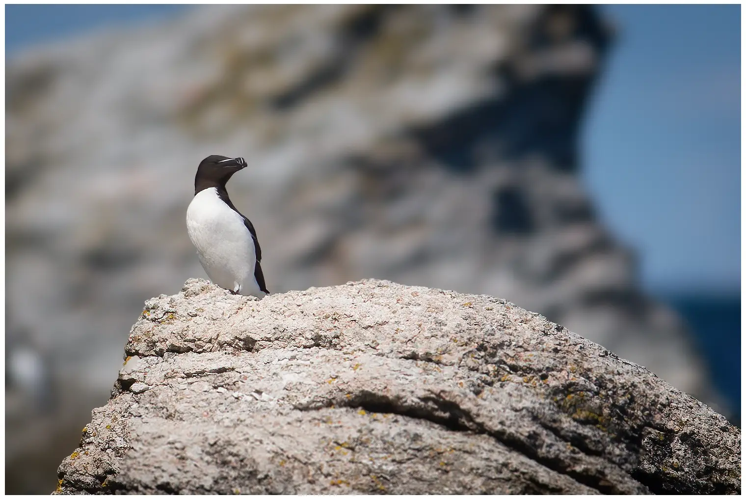 Petit Pingouin
