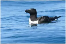 Petit Pingouin