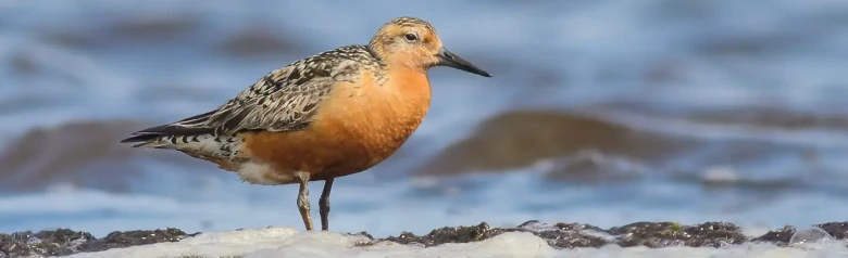 Bécasseau maubèche