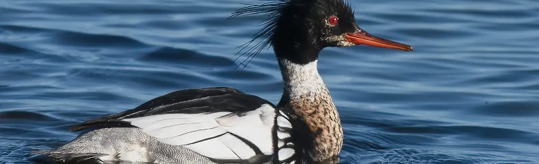 Harle huppé. Photo de côté, de façon à ce que les plumes hérissées de la tête, l'œil rouge et le plumage noir/blanc soient visibles.