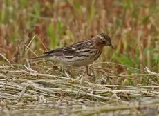 Pipit à gorge rousse