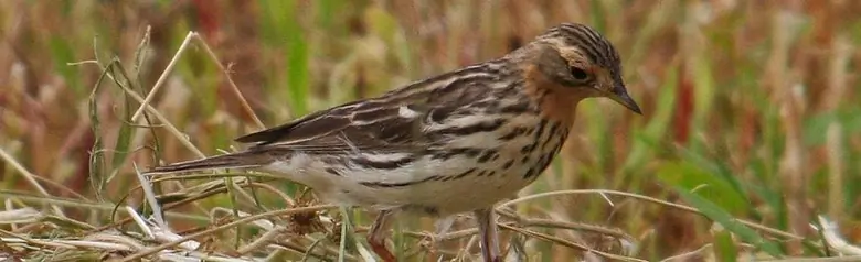 Pipit à gorge rousse. A la recherche de nourriture dans un champ de chaume. La gorge rouge rouille révèle qu'il s'agit d'un mâle.