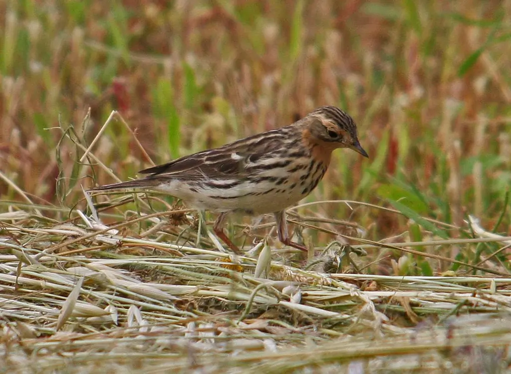 Pipit à gorge rousse. A la recherche de nourriture dans un champ de chaume. La gorge rouge rouille révèle qu'il s'agit d'un mâle.