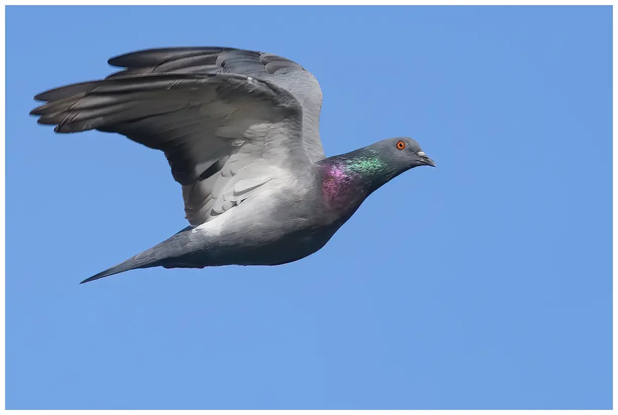 Pigeon biset