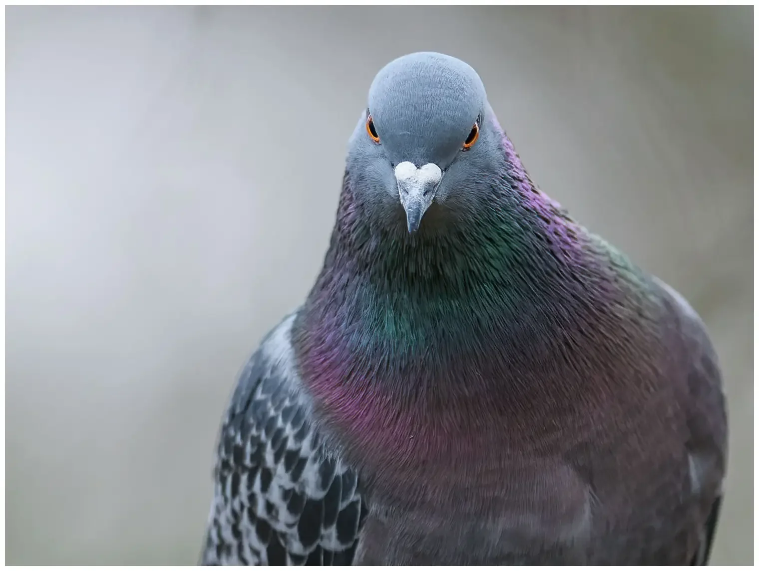 Pigeon biset