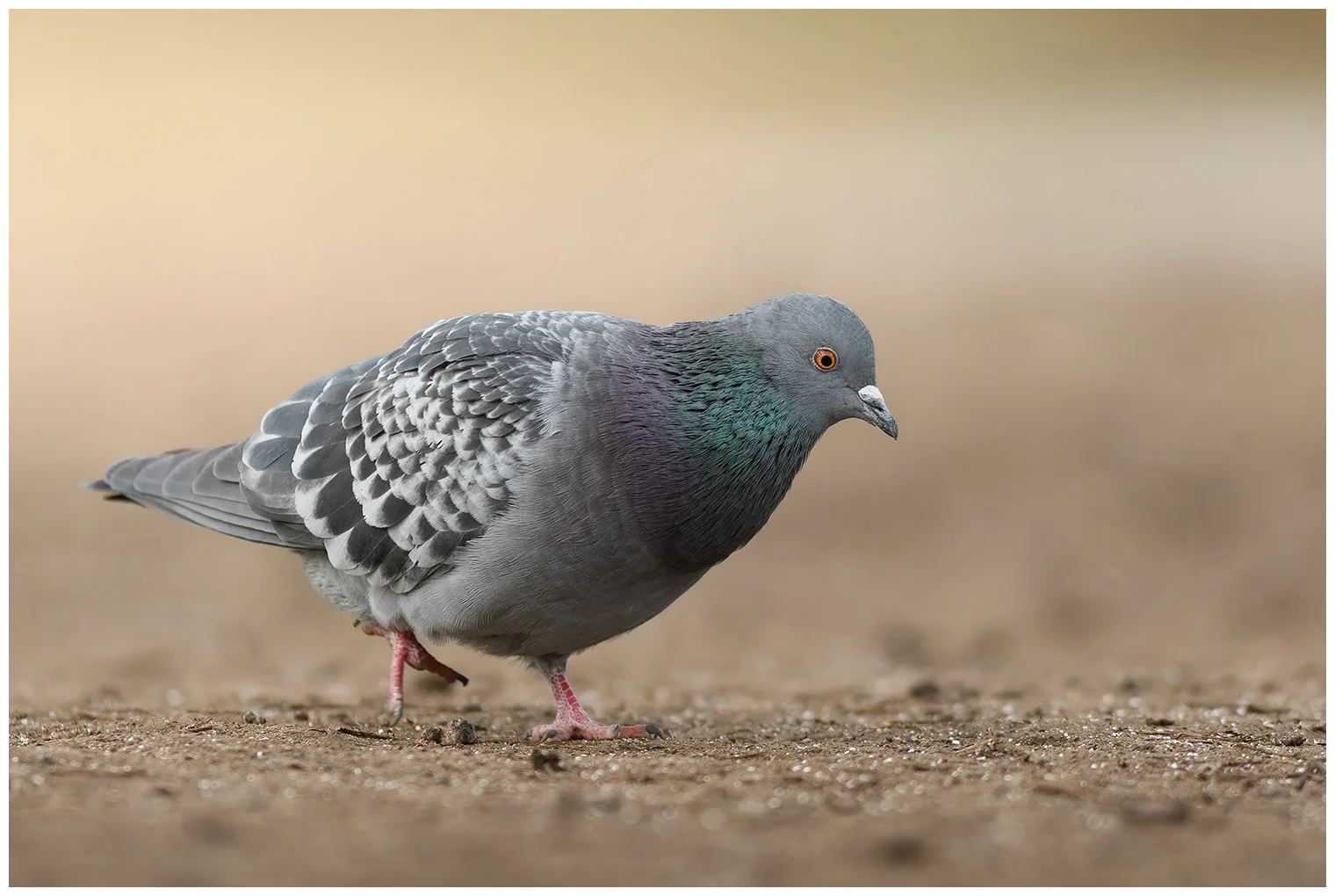 Pigeon biset