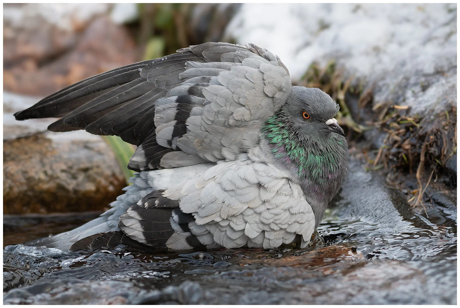 Pigeon biset