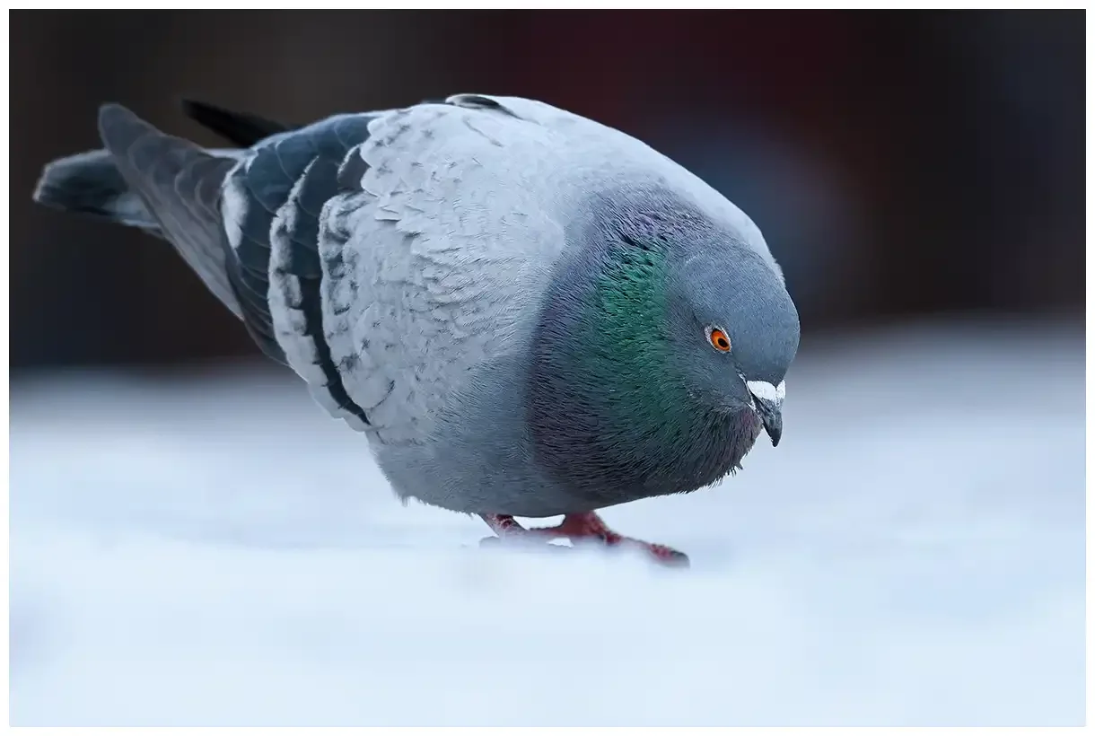 Pigeon biset