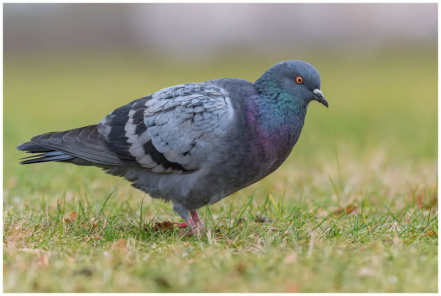 Pigeon biset