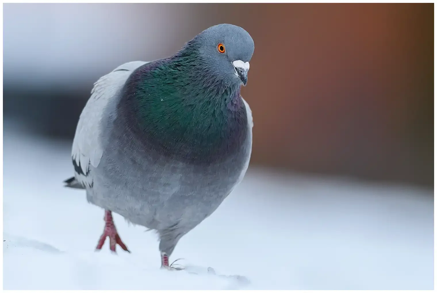 Pigeon biset