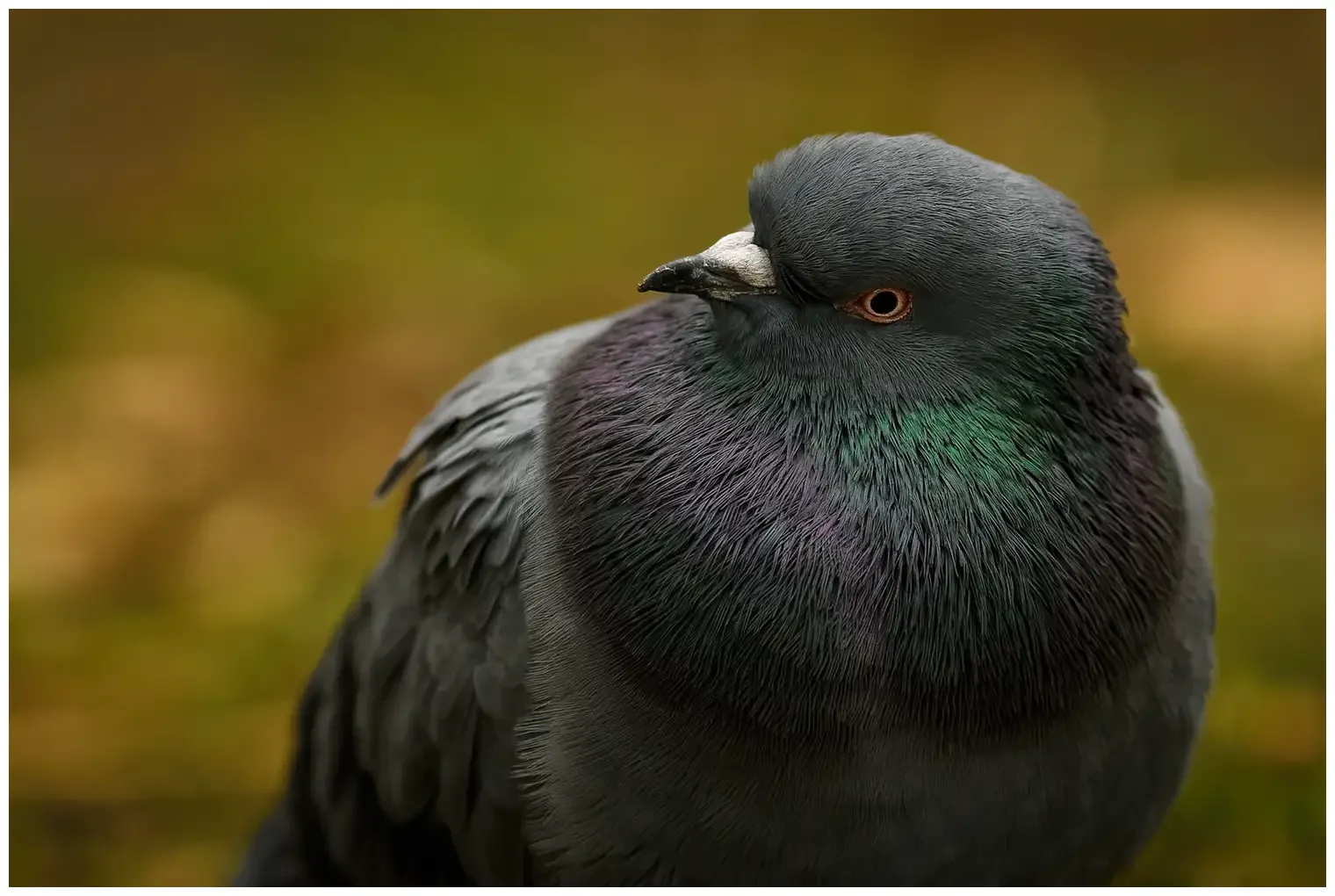 Pigeon biset