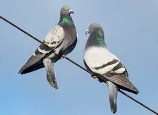 Pigeon biset
